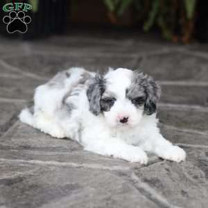 Drew (F1 B), Cavapoo Puppy